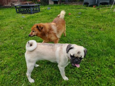 Very friendly male Pug puppy 6 months old  in Louth