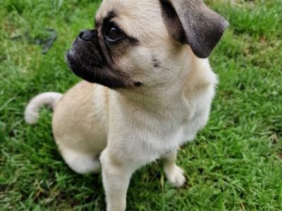 Very friendly male Pug puppy 6 months old  in Louth