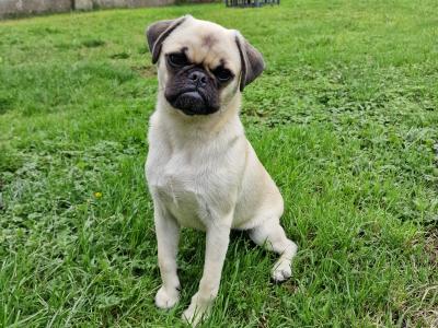 Very friendly male Pug puppy 6 months old  in Louth
