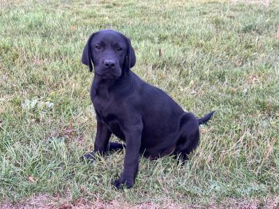 Gorgeous Black Labrador puppies in Tipperary