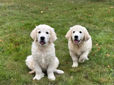 3 IKC Registered Golden Retriever puppies in Tipperary