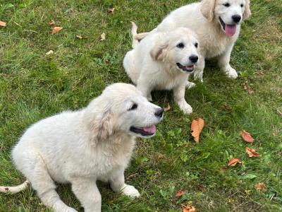 3 IKC Registered Golden Retriever puppies in Tipperary
