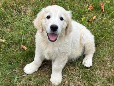 3 IKC Registered Golden Retriever puppies in Tipperary