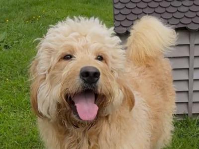 Goldendoodle puppies for sale in Tipperary
