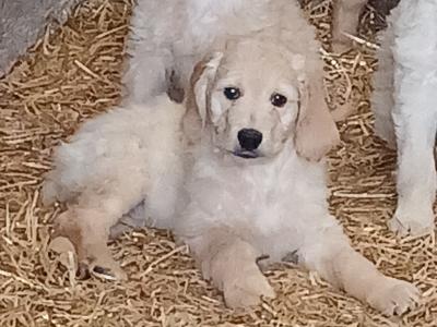 Goldendoodle puppies for sale in Tipperary