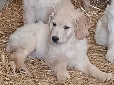 Goldendoodle puppies for sale in Tipperary