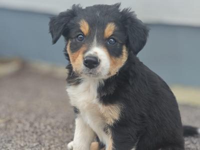 Two beautiful blue Merle X puppies in Kerry