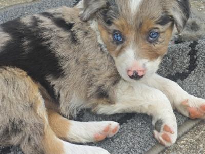 Two beautiful blue Merle X puppies in Kerry