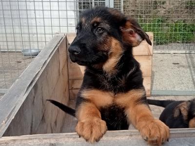 IKC Registered (pending) German Shepherd puppies in Wicklow