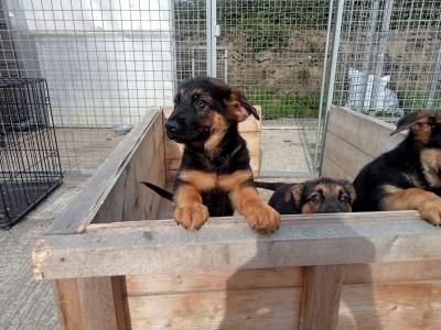 IKC Registered (pending) German Shepherd puppies in Wicklow