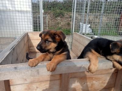 IKC Registered straight back german Shepherd puppies in Wicklow