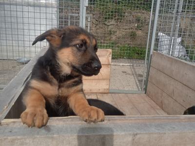 IKC Registered straight back german Shepherd puppies in Wicklow