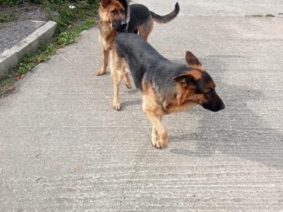 IKC Registered straight back german Shepherd puppies in Wicklow
