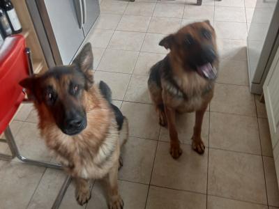 IKC Registered straight back german Shepherd puppies in Wicklow