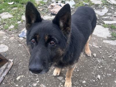 German Shepherd puppies in Cork