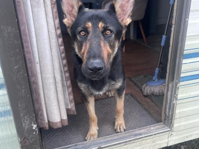 German Shepherd puppies in Cork