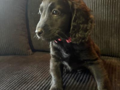 Stunning Toy Cockapoo puppies for sale in Cork