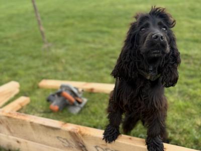 Stunning Toy Cockapoo puppies for sale in Cork