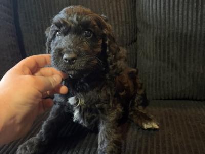 Stunning Toy Cockapoo puppies for sale in Cork