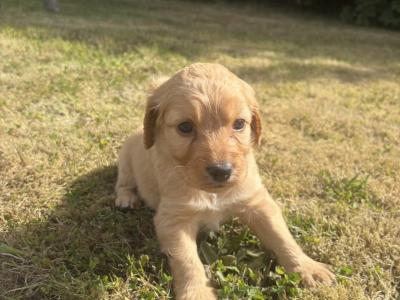 Stunning Toy Cockapoo puppies for sale in Cork