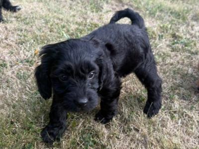 Stunning Toy Cockapoo puppies for sale in Cork