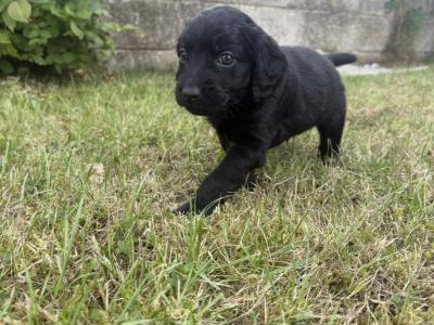 Stunning Toy Cockapoo puppies for sale in Cork