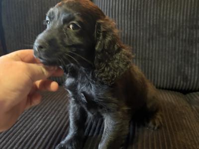 Stunning Toy Cockapoo puppies for sale in Cork