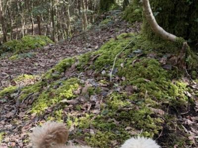 Stunning Toy Cockapoo puppies for sale in Cork