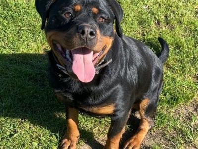IKC Registered (pending) Rottweiler puppies in Kilkenny