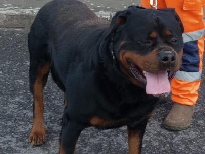 IKC Registered (pending) Rottweiler puppies in Kilkenny