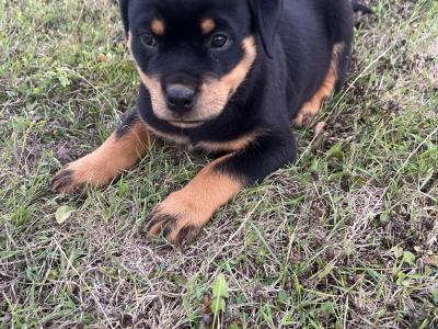 IKC Registered (pending) Rottweiler puppies in Kilkenny