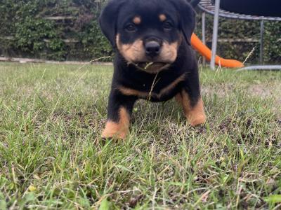 IKC Registered (pending) Rottweiler puppies in Kilkenny