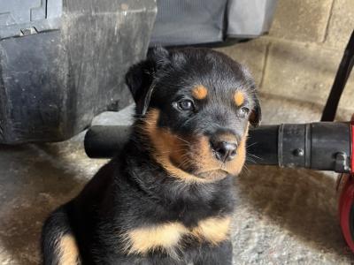 IKC Registered (pending) Rottweiler puppies in Kilkenny