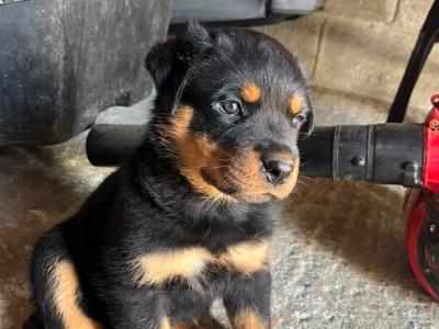 IKC Registered (pending) Rottweiler puppies in Kilkenny
