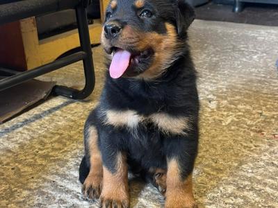 IKC Registered (pending) Rottweiler puppies in Kilkenny