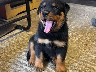 IKC Registered (pending) Rottweiler puppies in Kilkenny