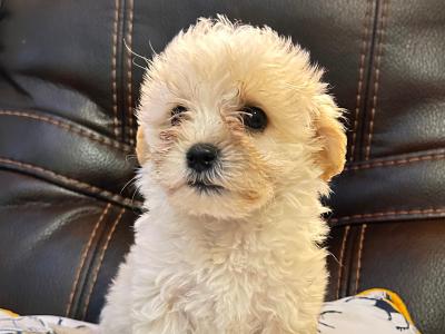 Maltipoo puppies in Wexford