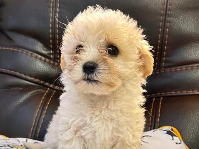 Maltipoo puppies (Maltese x Poodle) in Wexford
