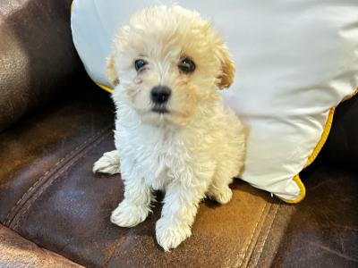 Maltipoo puppies in Wexford