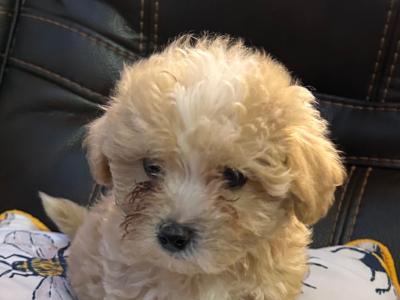 Maltipoo puppies in Wexford