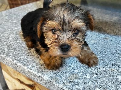 Miniature Yorkshire Terrier