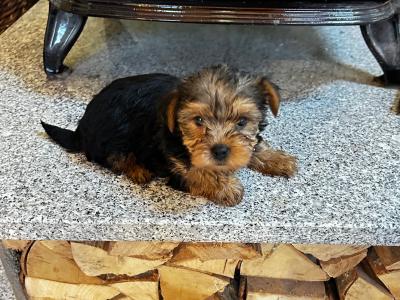 Miniature Yorkshire Terrier