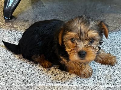 Miniature Yorkshire Terrier puppies in Wexford