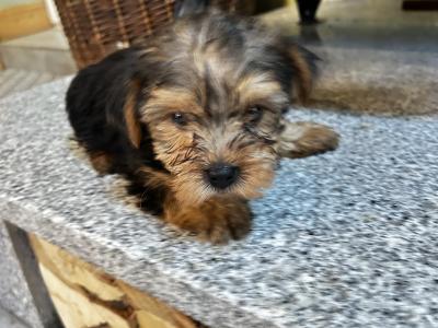 Miniature Yorkshire Terrier