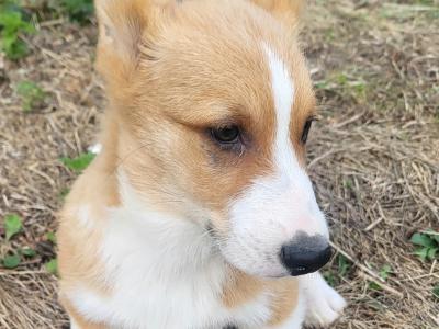✨Beautiful IKC Registered  Welsh Corgi Pembroke puppies in Wexford