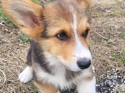 ✨Beautiful IKC Registered  Welsh Corgi Pembroke puppies in Wexford
