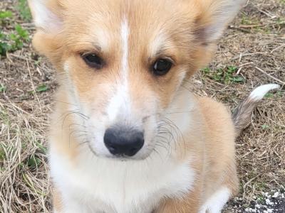 ✨Beautiful IKC Registered  Welsh Corgi Pembroke puppies in Wexford
