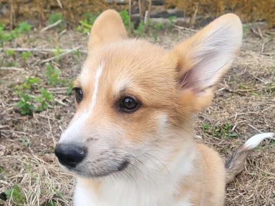 ✨Beautiful IKC Registered  Welsh Corgi Pembroke puppies in Wexford