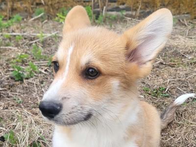 ✨Beautiful IKC Registered  Welsh Corgi Pembroke puppies in Wexford