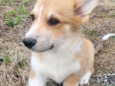 ✨Beautiful IKC Registered  Welsh Corgi Pembroke puppies in Wexford